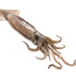squid-insemination