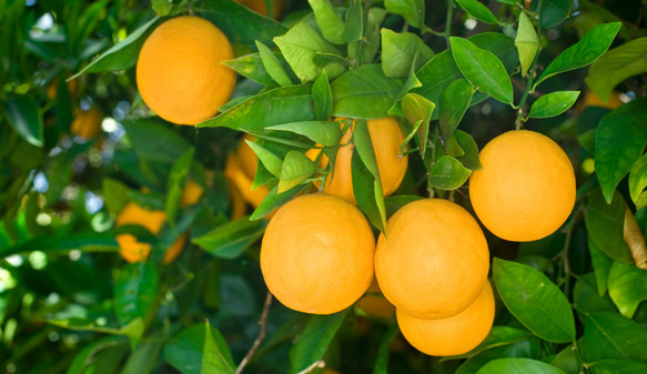 pe-de-laranja